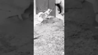 1 cat vs 2 dog battle #world #edit #cat #cats #dog #dogs #shorts #trend #shortsvideo #viral #battle