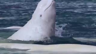 Beluga Whales | Re-scored by Ryerson Shippee