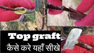 top graft मे किन बातों का ध्यान रखें जरूर देखें  पूरा वीडियो देखेंगे तो कलम लगाना भी सीख जाओगे