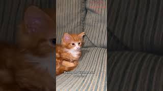 Funny Animals Videos 🤣 | Ep. 470 #shorts #viral #funny