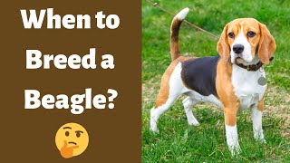 What's the Best Age to Breed a New Beagle? | Heat Cycle of the Beagles |