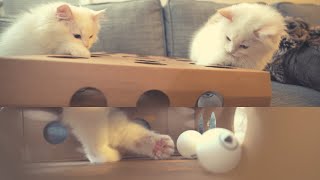 My Kittens Hunt Balls in a Box | The Cat Butler