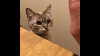 Cutest meowing Kitty that will make your heart melt