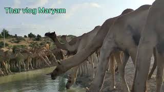 Big camels of Thar desert are drinking water beautiful scene#camel #camlink #camlevirl#camelculture