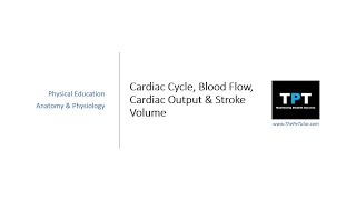 GCSE PE Live - Cardiac Cycle, Output and Blood Flow