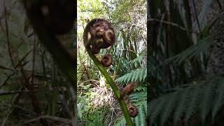 뉴질랜드 고사리 못먹어요 :) New Zealand New Leaf Of Silver Fern Koru  New Zealand Native Plants #Shorts #짧은동영상