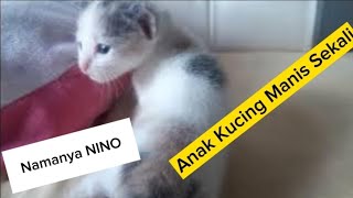 Anak Kucing Manis Banget. Namanya NINO.