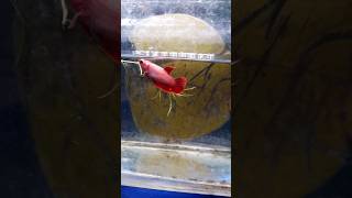 Betta female #redbetta #bettafemale  #bettafish #shorts