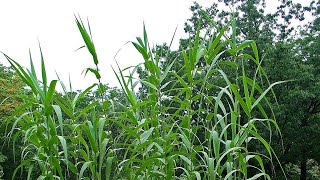 El peligro de la caña (Arundo donax) La vegetación riparia.