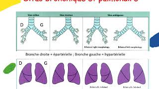 Anatomie du coeur normal et analyse segmentaire   Lucile HOUYEL