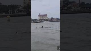 Dolphins.  St.Augustine.    Matanzas River