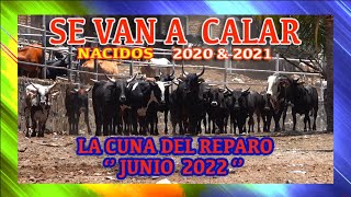 CALA DE TORETES/HIJOS DE TOROS FAMOSOS//NACIDOS    2020