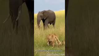 Elephant charges the lioness with its cubs🦁🐘 #shorts