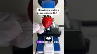 Strawberries under the microscope #Strawberries #microscope #shortfeed #shorts