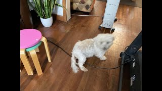 Puppy enjoying , breakfast