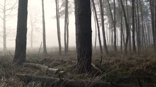 Forest Nature Fog Mist Morning Early Daylight