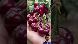 Natural Fruits For Nature Lover #natural #nature #fruit #fruitlover #shorts #ytshorts