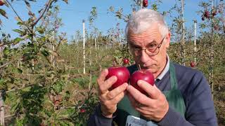 La frutta della Mostarda - Partiamo dagli alberi: il Melo