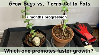 Grow Bags & Terra Cotta-Which One Is Better For Growth