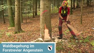 Naturschutz und Waldnutzung im Forstrevier Angenstein - Birsstadt-TV Aesch