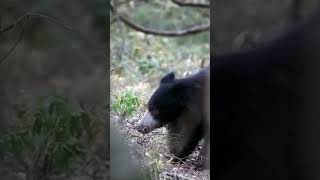 Sloth bear Sri Lanka #shorts