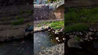 Nagasaki Koi Fish In Creeks #shorts