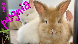 Dog and Bunny Cuddling 🥕/ Amazing Pets / Pugnia #20