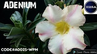 Worlds Most Beautiful Flowers - Adenium H2SA Code : A002S-WPM