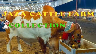 JAZA CATTLE FARM| Collection | Northern Bypass Mandi Karachi 2023  | Shokeene Lover ||