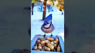 Mesmerizing Moments with a Magnificent Bluebird: Watch as it Feasts on Seeds from a Bowl!