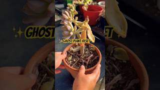 Reviving My Ghost Plant Succulent #succulentsforbeginners #succulents #plants #ghostplant #diy