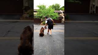 Teaching 'SIT' with impulse | Funtastic K9 Training