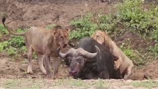 Lion Killed Buffalo. Dangerous Wild Lions.