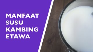 Manfaat Susu Kambing | Khasiat Susu Kambing Etawa Yang Menakjubkan