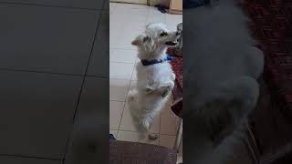 Cute pomerian dog standing in 2 legs 🐩 #doglover #pomeriandog #cutedogs #viral #youtubeshorts #like