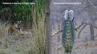 Experience the Thrill of Wildlife Encounters at Ranthombore National Park-Spotted Tigress/Raptor etc