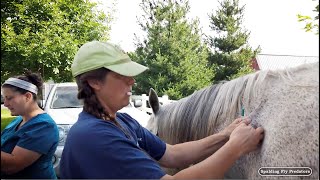 Protect Your Horse’s Health With Proper Spring Vaccines