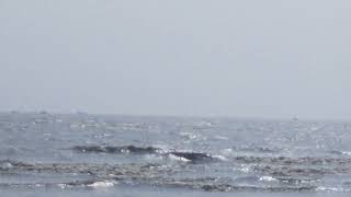 Roar of the Bay of Bengal  From Hatia Island ( Nimtoli sea beach)