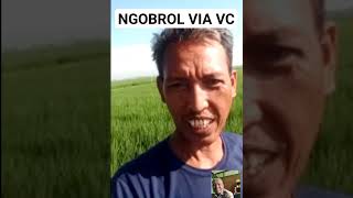 ngobrol via vc#shorts #videocall #petani #padi