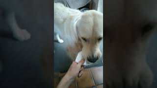 oh my Mask😭😜 #shorts #dog #goldenretriever #love #friends #family #video