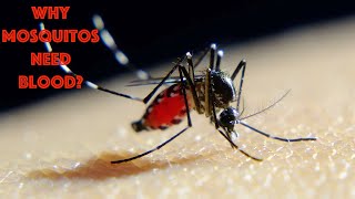 What Mosquitos Do With Our Blood