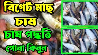 বিগেট মাছের পোনা উন্নাত মানের পোনা বিগহেড মাছ চাষ পদ্ধতি ও পুকুর প্রস্তুতি কমদামে পোনা কিনুন