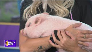 Donate your Halloween pumpkins to Phoenix pig rescue