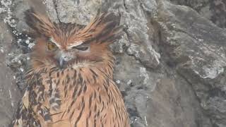 Tawny fish Owl #chafi#sattal #naturephotography #wildlifephotography #wildlife #birds #birdslover