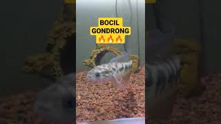 Bocil asiatica ws Gondrong... #ikanhias #ikan #chana #ikanpredator #ikancupang #ikanchana #louhan