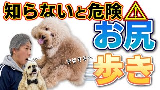 犬はどうしておしり歩きをするの？一見可愛いお尻歩きにご注意ください。 肛門付近の異常に要注意⚠️