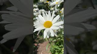 Beautiful flowers #shortvideo