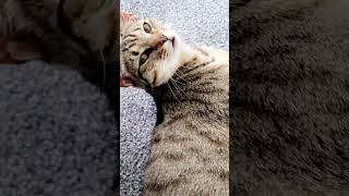 Sleeping Beauty || This Lazy Cat Takes Relaxation to the Next Level