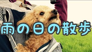 【雨の日のお散歩】トイプードルin犬用リュックで気分転換