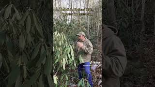 WHERE DO BIGFOOTS HIDE? #bigfoot #kentucky #cryptids #shortsvideo #shortvideo #shorts #youtube